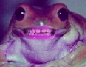 frog with teeth.jpg